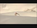トキ　雪の間でかくれんぼ？！　Ishibe Katsutoshi