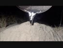 【実験】アルミニウムを使ってアリの巣をきれいに取り出す方法