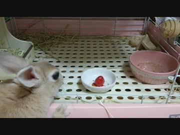 苺をたべるうさぎさん