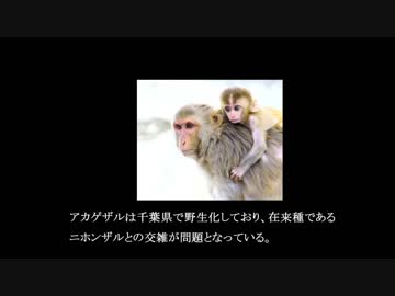 迷惑外来種を防除しようPart2アカゲザル