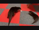 一緒に遊ぶがぎこちない感じのカワウソちぃたんとご先祖ちゃん