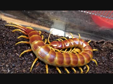 世界最大のムカデと世界最大の蜘蛛