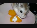 ハムスター飼いました。その62～もぐもぐハムスター１週間(後編)