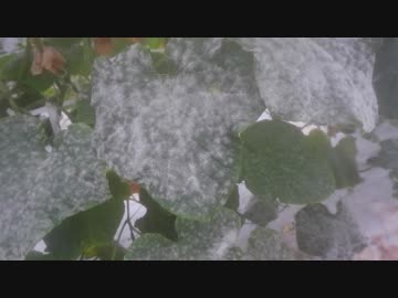 きゅうり栽培実況vol.73   H30秋22  ビニルハウス内外に雪が降るのだ