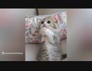 とてつもなく可愛い子猫が発見される(=^・^=)