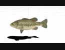 [MMD] Blackbass ~ ブラックバス ~ PMXモデル配布します[MMM]