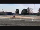 【リアルダビスタ】ファニーフラッシュの調教 2019/2/24