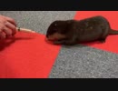 チュールはお気に召さないご先祖ちゃん