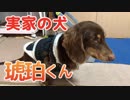 実家の犬動画をiPhoneで編集してみたら、こうなった。