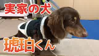 実家の犬動画をiPhoneで編集してみたら、こうなった。