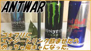 ゴキブリにエナジードリンク飲ませたら異常なほど陽キャになった。