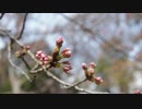 【歌ってみた】誓い/宇多田ヒカル