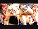 暴れる猫もトロンと溶ける手袋ブラシでブラッシングしたら猫が変な顔になっちゃいました