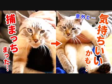 暴れる猫もトロンと溶ける手袋ブラシでブラッシングしたら猫が変な顔になっちゃいました