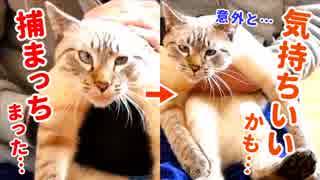 暴れる猫もトロンと溶ける手袋ブラシでブラッシングしたら猫が変な顔になっちゃいました