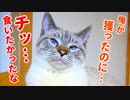 自分で狩ったご馳走を飼い主に取り上げられた猫が拗ねちゃいました