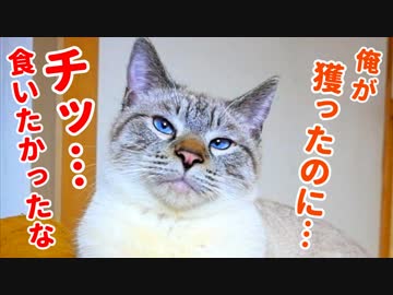 自分で狩ったご馳走を飼い主に取り上げられた猫が拗ねちゃいました