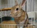 【やんちゃウサギ】お手・待てとか撮ってみた【ぴの】