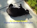 My Cat Hates My Guts (Original Vocaloid Song - Gumi English)
