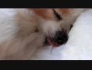 舌をしまい忘れたワンコ（パピヨン）