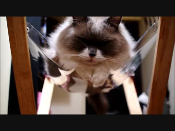 テーブルマットをハンモックにしてみた