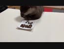 嫌いなご飯はきれいに残すカワウソちぃたん