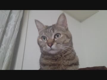 拾いねこ＠生後2426/2393日目　どあっぷなアコさん月音さん。