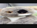 非555