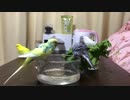 プールに入る前は準備体操を！