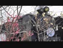 梅と蒸気機関車