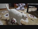 ★激しく遊ぶ娘とぬこ★