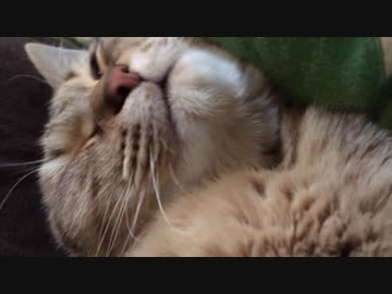 ＃78　意外と重いタタルさん