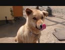 メイリオとバレンタインデー(？) 2019