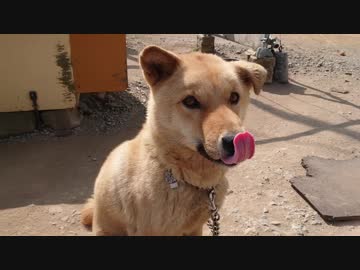 メイリオとバレンタインデー(？) 2019