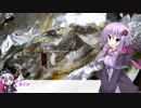 釣った魚は最後まで　＃３１　メバルのホイル焼き【VOICEROIDキッチン】