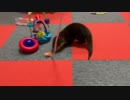 キャップが大好きなカワウソご先祖ちゃん