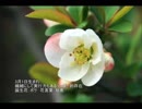 誕生日に贈る言葉～3月1日生まれの繊細なあなたに－聴きものがたり