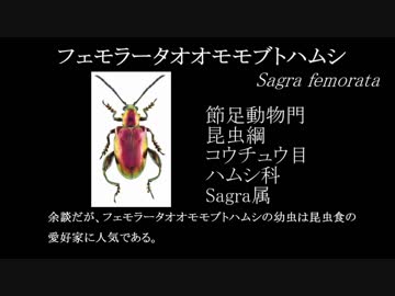 迷惑外来種を防除しようPart3フェモラータオオモモブトハムシ