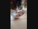 納豆を食べる猫たち