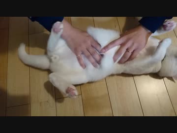 コネコネコネコネコネ