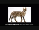 【ゆっくり雑談】けものフレンズ2と「原作」リスペクト