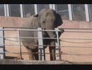 アジアゾウの足の手入れ(多摩動物公園)