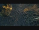 Bloodborne プレイ記録 part49