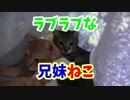 ラブラブなリア充兄弟猫の邪魔をしてしまいました。