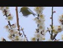 メジロのうんこ