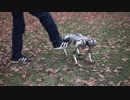 四足歩行ロボット Mini Cheetah（ミニチーター）