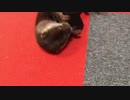 落し物チェックは完璧にするカワウソ