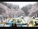 いい加減に選ぶ西東京中心の桜の名所ベスト二十