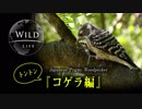【動画で見る野鳥】日本最小のキツツキ：コゲラ編