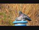 ホモと見る鳩の交尾